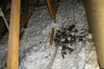 IMG_1616, Raccoon Feces, Unit H.JPG